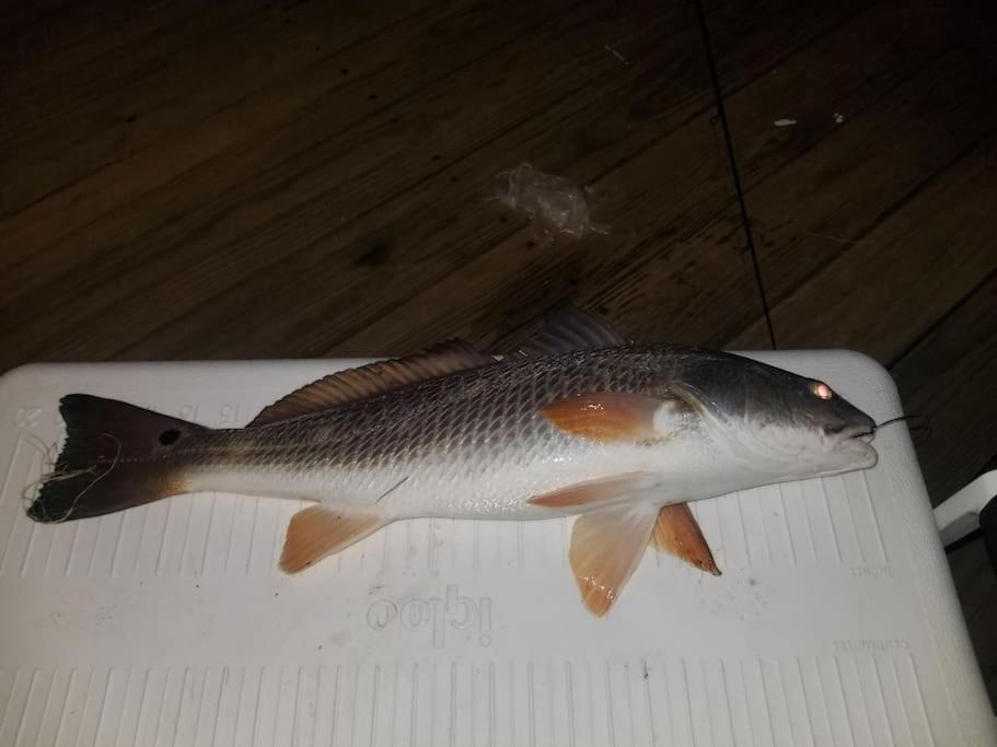 Paradise Lagoon*Bayhouse Fishing*Beach*Dogfriendly Galveston Extérieur photo